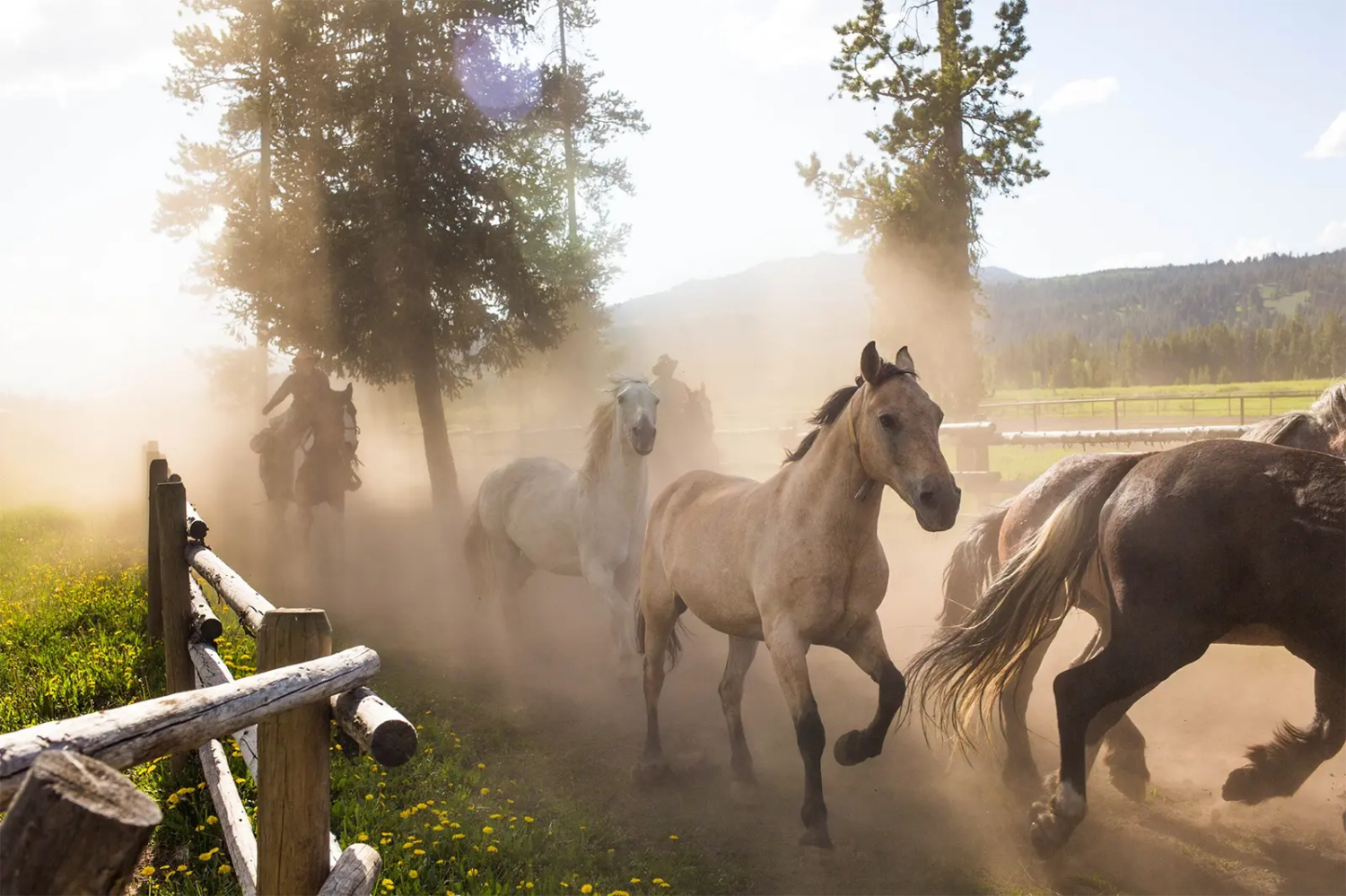 Horses at Turpin Meadow Ranch, Wyoming